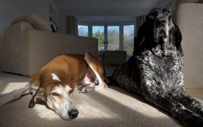 Our 4 legged friends